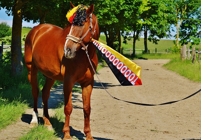 超和歐洲賽 超和歐洲賽